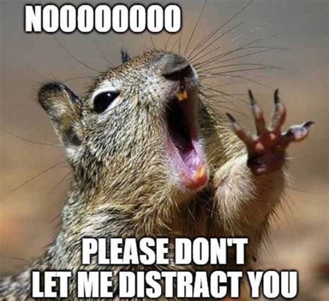 squirrel distraction meme|squirrel moment meme.